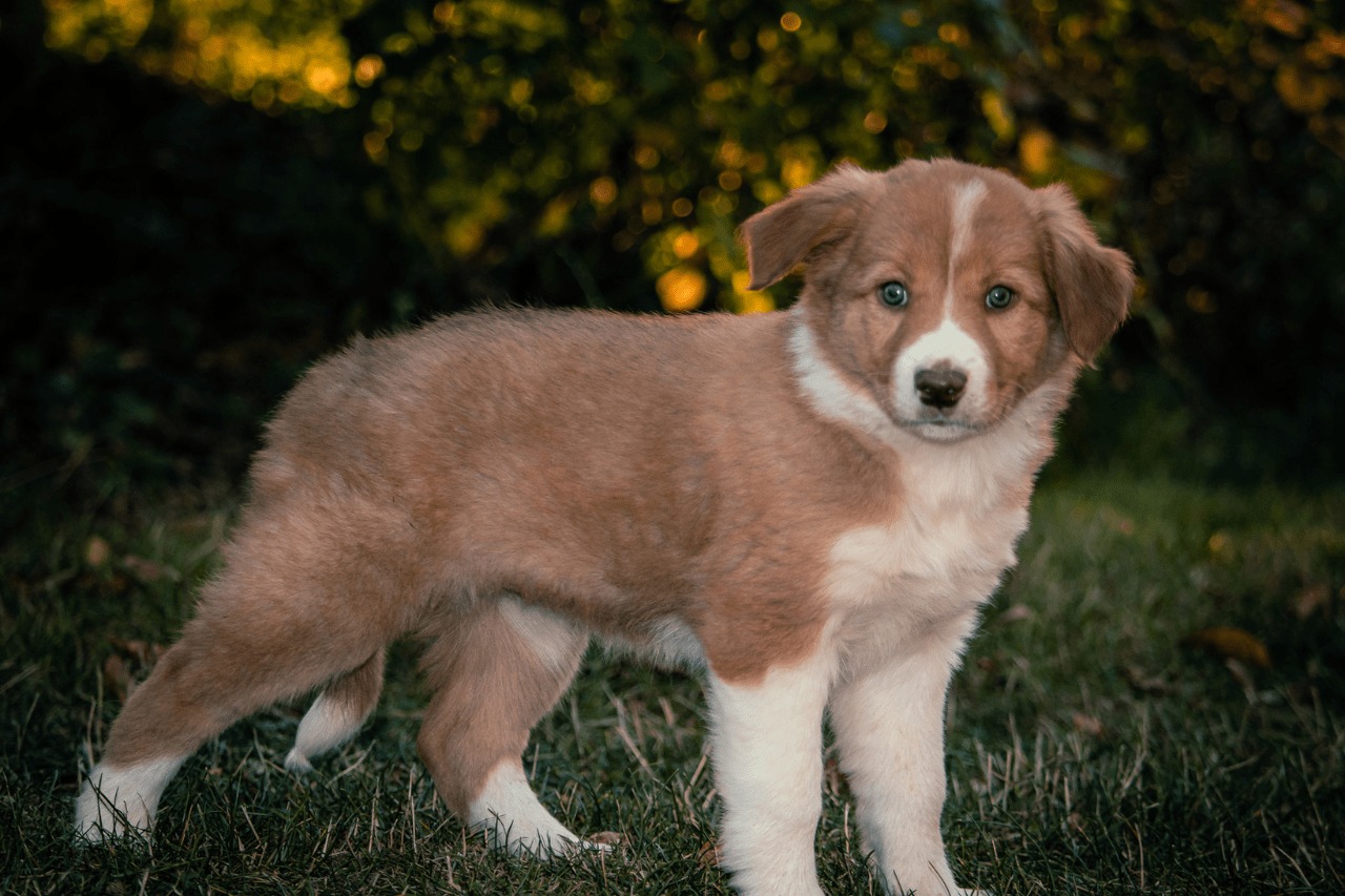 A red merle Border Collie running through a dandelion field